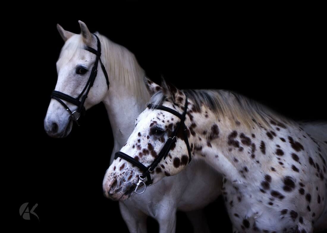 The heads of two horses. The one in front a hand shorter, white with reddish-brown spots. The one in back all white with freckles. Both facing left.